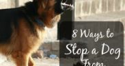 8 ways to stop a dog from barking