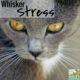 whisker stress