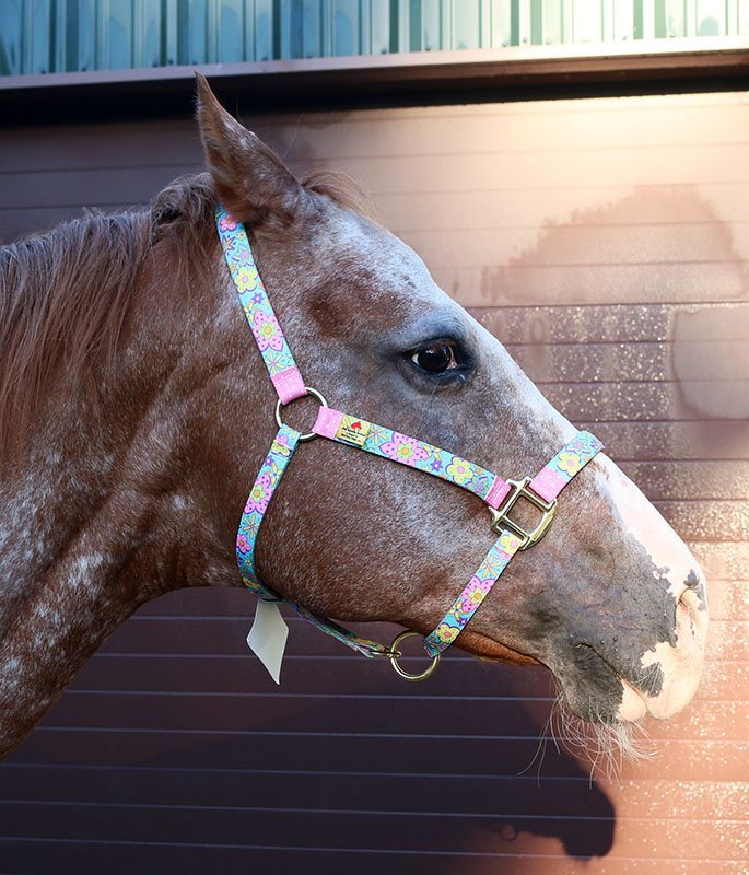 Neon Peace Signs Yellow Dog Design Red Haute Horse NPS1202 S High Fashion Horse Horse Halter 