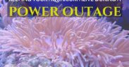 Keeping Aquariums Alive During Power Outage