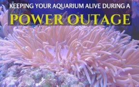 Keeping Aquariums Alive During Power Outage