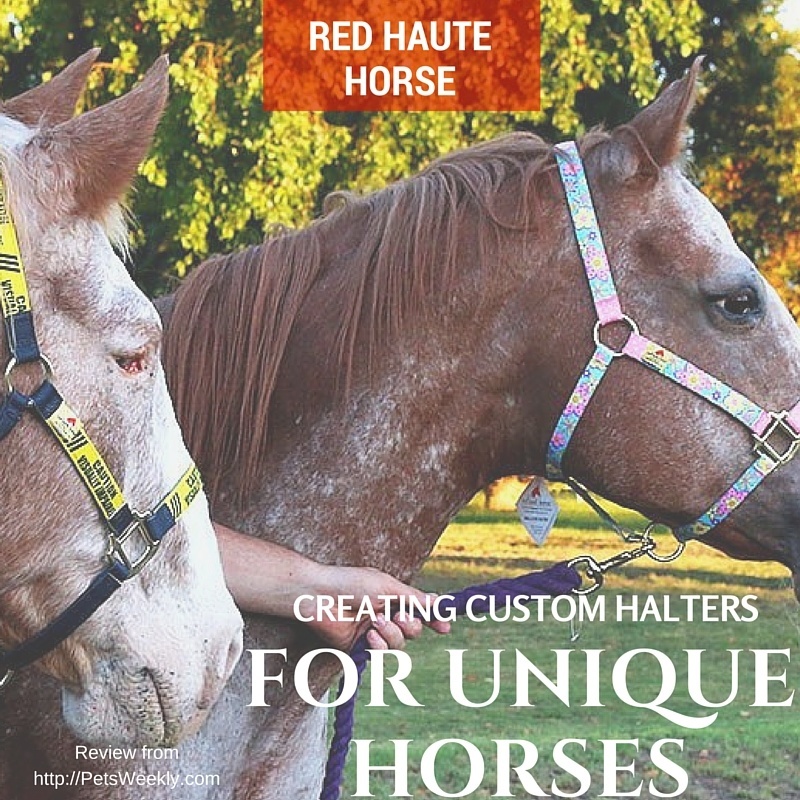 Red Haute Horse IFO1200F High Fashion Horse Horse Halter Island Floral Orange Yellow Dog Design 