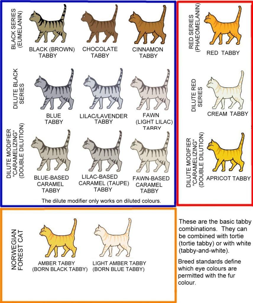 names for a blue tabby cat