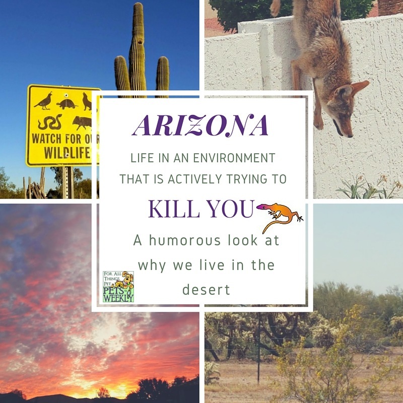Life in Arizona: An Environment Trying to Kill You - PetsWeekly.com