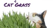 Benefits of cat grass