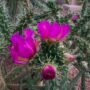 cholla-cactus-458076_640