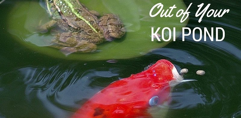 Your Dog Out Of The Koi Pond, How To Keep Dogs Out Of Garden Ponds