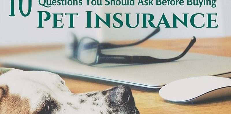 10 questions to ask before pet insurance
