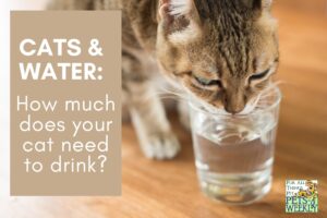 cats and water - keep pets cool in summer