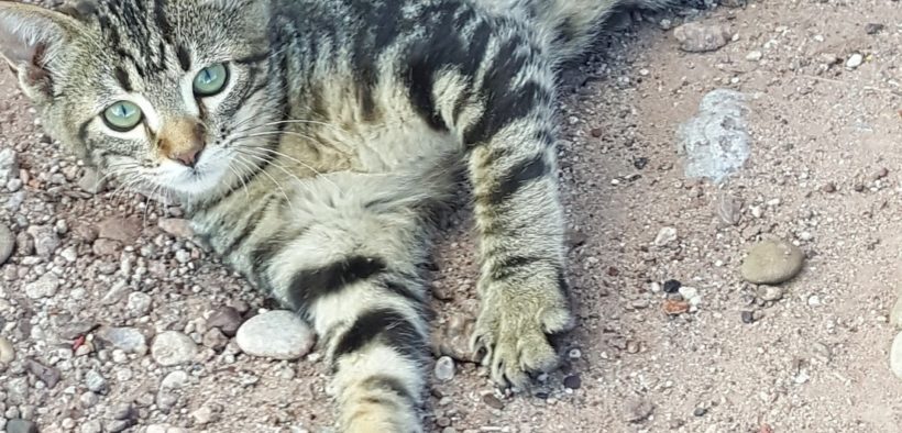 Stray cat at rest stop
