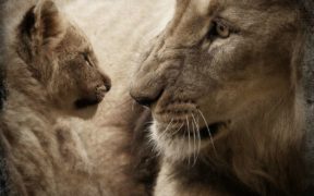 lion and cub
