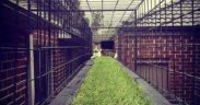 cat enclosure