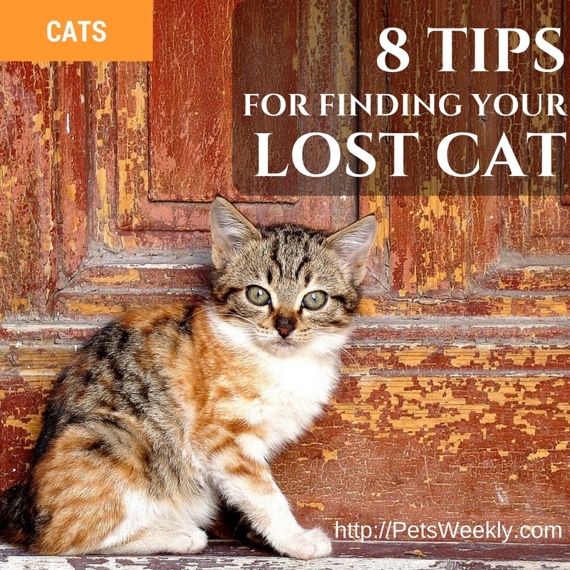 8 Tips To Find A Lost Cat PetsWeekly