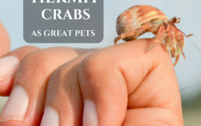 hermit crabs