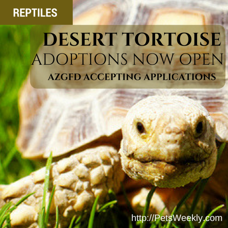 Applications Being Accepted for AZ Desert Tortoise Adoptions ...