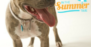Keep pets cool in summer