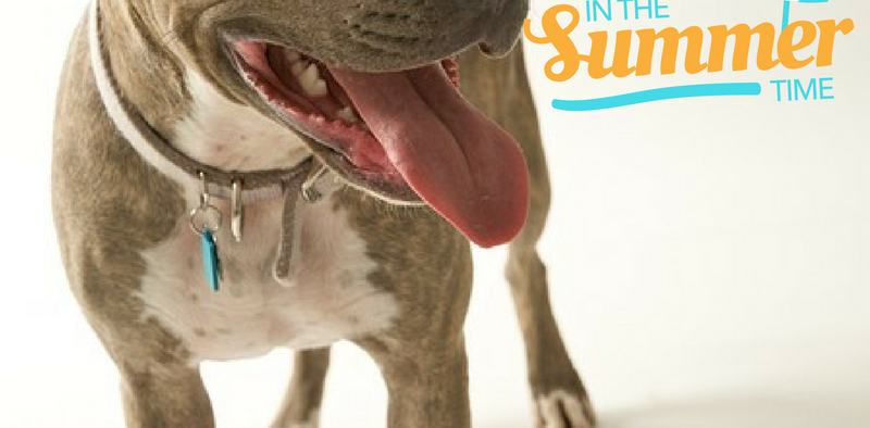 Keep pets cool in summer