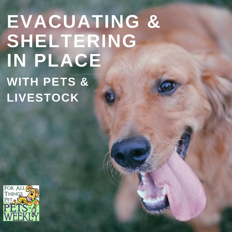 Evacuation with Pets