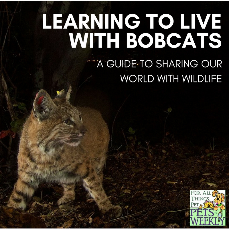 guide to understanding bobcats