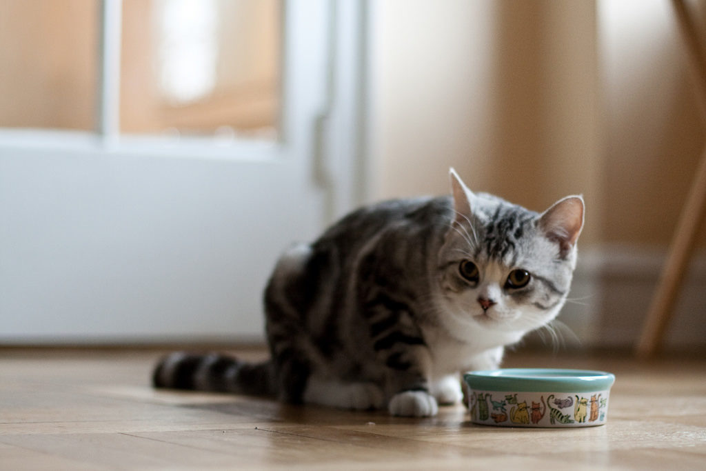 Natural Remedies for Cats