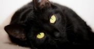 Natural Remedies for Cats, Difficulty breathing