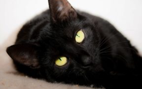 Natural Remedies for Cats, Difficulty breathing