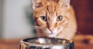 Natural Ways to Treat Your Cat's Upper Respiratory Infection