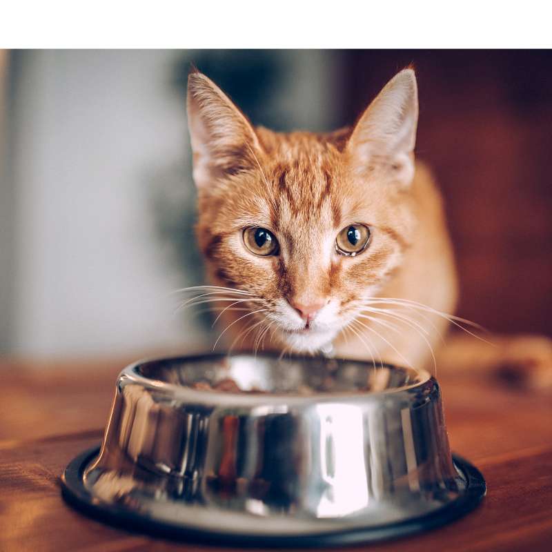 Natural Ways to Treat Your Cat's Upper Respiratory Infection
