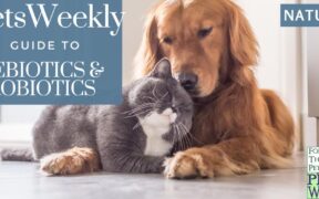 prebiotics and probiotics in pets