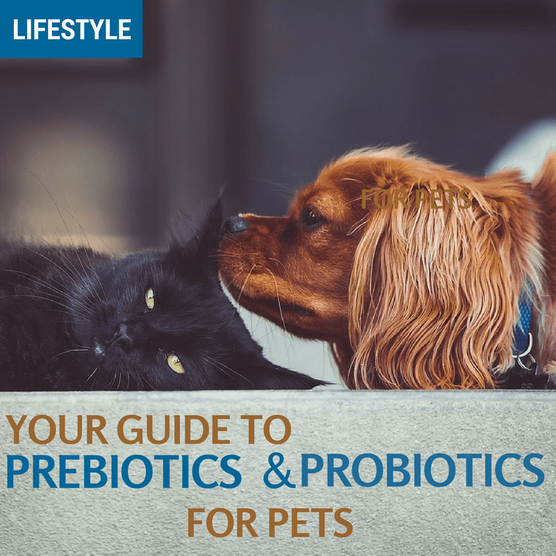 prebiotics and probiotics for pets