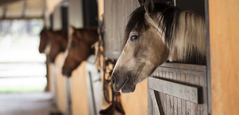 horses in stalls