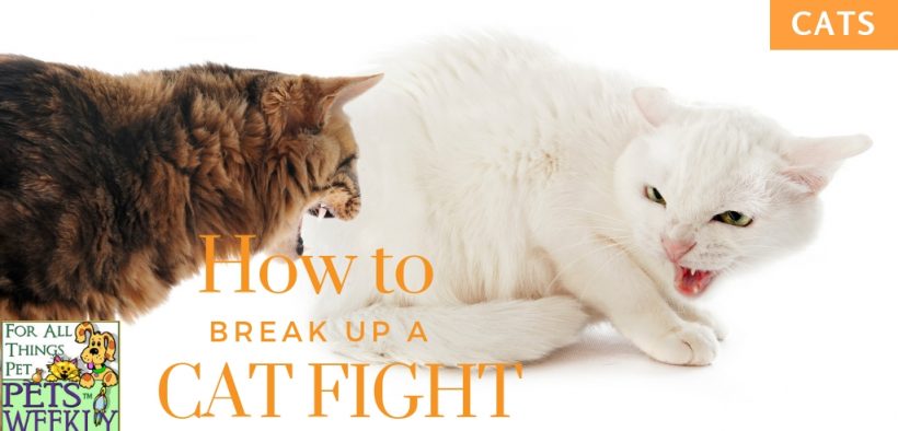 break up cat fight