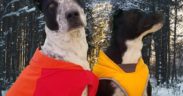 best winter coats for dogs