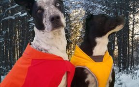 best winter coats for dogs