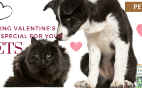 valentine-day-pets