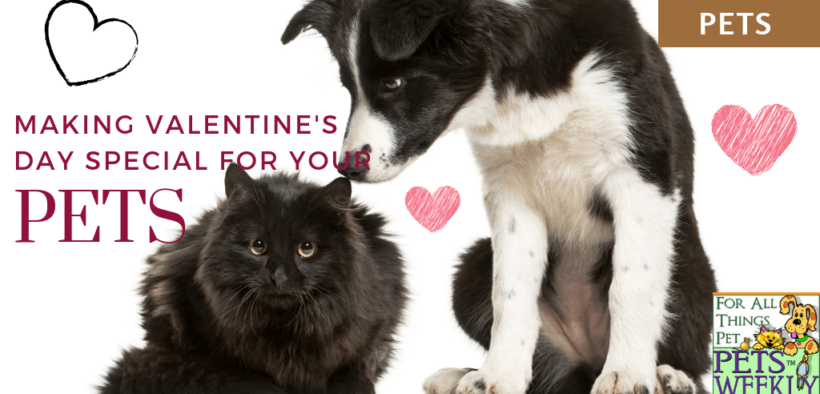 valentine-day-pets