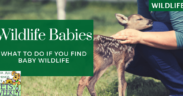 what to do if you find baby wildlife