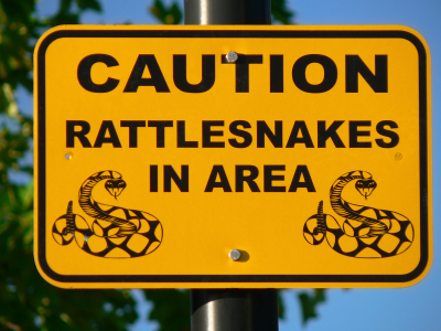 Protect pets from rattlesnakes