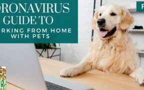 coronavirus-work-from-home