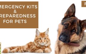 pet preparedness