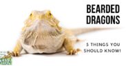 5 things to know about bearded dragons