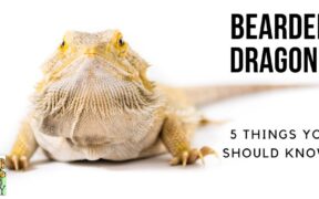 5 things to know about bearded dragons