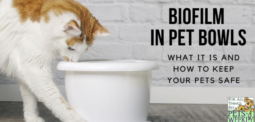 biofilm in pet's bowls