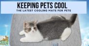 keep pets cool in summer