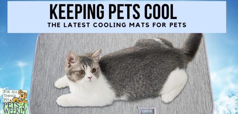 keep pets cool in summer