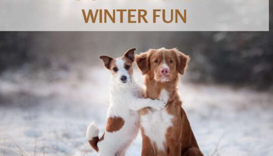 Dog-friendly Winter Activities