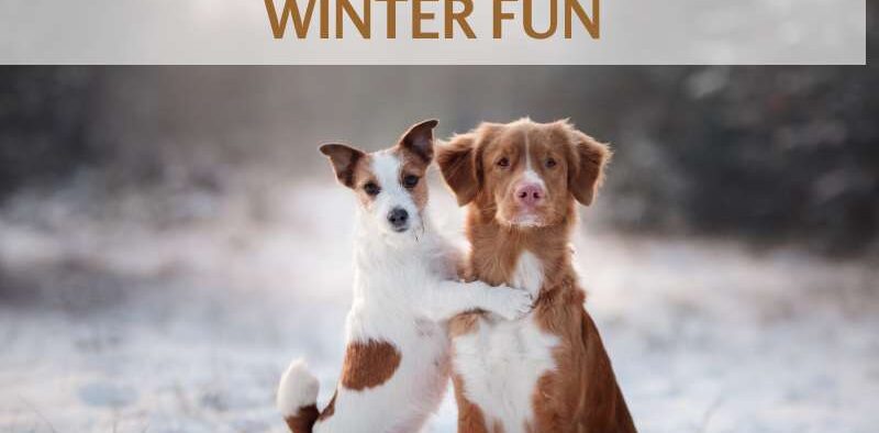 Dog-friendly Winter Activities