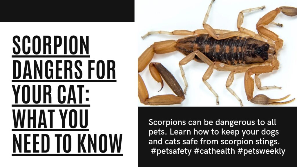 Dangers for pets: the bark scorpion