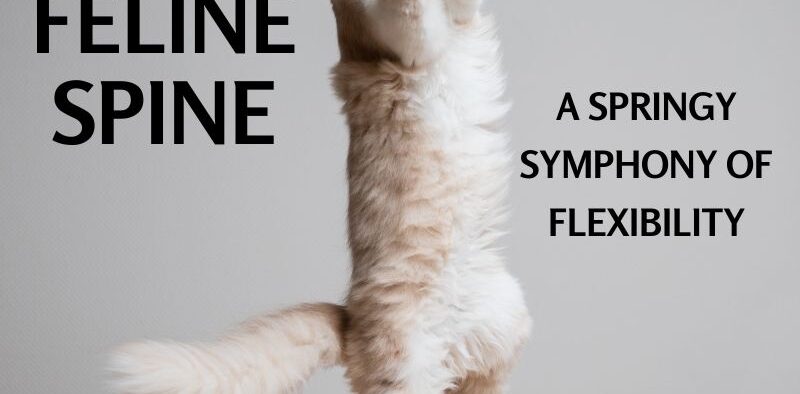 The Feline Spine