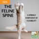 The Feline Spine